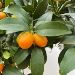 Kumquat, Stamm, Topf-Ø 24 Cm, Höhe Ca. 140 Cm -Stilvoller Gartenbedarfsladen 0630100530 KB Citrus fort marg Stamm T33 Kumquat 4 90764