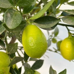 Limequat, Stamm, Topf-Ø Ca. 22 Cm, Höhe Ca. 60 Cm -Stilvoller Gartenbedarfsladen 0630100545 KB Citrus x floridana Stamm T22 12 104214