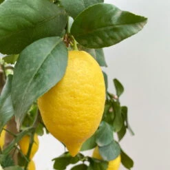 Zitronenbaum, Stamm, Topf-Ø 33 Cm, Höhe Ca. 150 Cm -Stilvoller Gartenbedarfsladen 0630100696 KB Citrus limon Stamm T33 2 90763