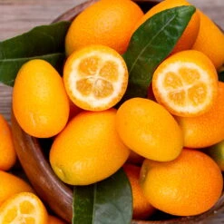 Kumquat, Stamm, Topf-Ø 22 Cm -Stilvoller Gartenbedarfsladen 0630100732 KB Citrus fort marg Stamm T15 Kumquat farbiger Topf H40 WS 98115
