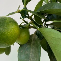Kumquat 'Obovata', Stamm, Topf-Ø 15 Cm, Höhe 40 Cm -Stilvoller Gartenbedarfsladen 0630100737 KB Citrus fort marg Stamm Kumquat Obowata 4 104823