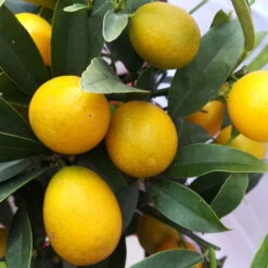 Kumquat, Stamm, Topf-Ø 22 Cm -Stilvoller Gartenbedarfsladen 0630400015 Citrus fort margarita Stamm T20 H60 70 Kumquat farbiger Topf 1 78903 1