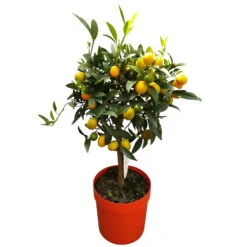 Kumquat, Stamm, Topf-Ø 22 Cm -Stilvoller Gartenbedarfsladen 0630400015 Citrus fort margarita Stamm T20 H60 70 Kumquat farbiger Topf 2 79071