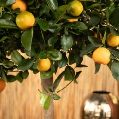 Kumquat, Stamm, Topf-Ø 22 Cm -Stilvoller Gartenbedarfsladen 0630400068 0630400074 Citrus Calamondin 2 98320
