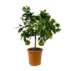 Grapefruitbaum, Kurz-Stamm, Topf-Ø 26 Cm