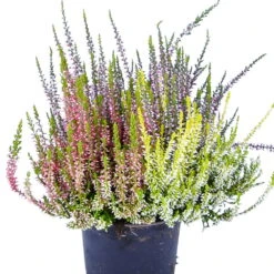 Knospenheide 'High Five®' Fünffarbig, Topf-Ø 13 Cm, 3er-Set 9 Knospenheide 'High Five®' Fünffarbig, Topf-Ø 13 Cm, 3er-Set -Stilvoller Gartenbedarfsladen 0650100266 KB Calluna vulgaris HighFive T13 5 Farben im Topf H25 45095