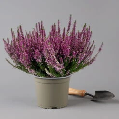 Knospenheide, Lila, Topf-Ø 17 Cm, 3er-Set -Stilvoller Gartenbedarfsladen 0650100499 Calluna vulgaris T17 lila Knospenblueher 3erSet 2 126022