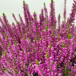 Knospenheide, Lila, Topf-Ø 17 Cm, 3er-Set -Stilvoller Gartenbedarfsladen 0650100499 Calluna vulgaris T17 lila Knospenblueher 3erSet 2 125777
