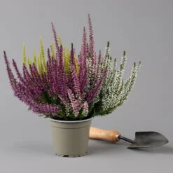 Knospenheide 'High Five®' Fünffarbig, Topf-Ø 13 Cm, 3er-Set 8 Knospenheide 'High Five®' Fünffarbig, Topf-Ø 13 Cm, 3er-Set -Stilvoller Gartenbedarfsladen 0650200205 Calluna High Five T13 5 Farben im Topf 3er Set 2 126000