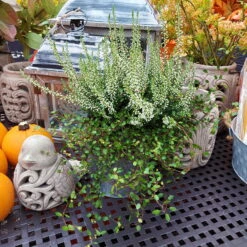 Knospenheide & Mühlenbeckia Duo, Weiß, Topf-Ø 13cm, 6er-Set -Stilvoller Gartenbedarfsladen 0651200048 Calluna Muehlenbeckia T13 weiss Set 6 2 81515