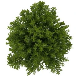 Hebe 'Green Boys®', Topf-Ø 6 Cm, 12er-Set -Stilvoller Gartenbedarfsladen 0664400080 Hebe Green Boys Mini T6 12er Set 4 116181