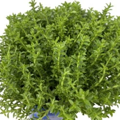 Hebe 'Green Boys®', Topf-Ø 6 Cm, 12er-Set -Stilvoller Gartenbedarfsladen 0664400080 Hebe Green Boys Mini T6 12er Set 6 116180