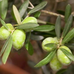 Olivenbaum, Stämmchen, Topf-Ø Ca. 40 Cm, Höhe Ca. 170 Cm -Stilvoller Gartenbedarfsladen 0680200048 0680200051 0680200054 0680200057 0680200061 0680200075 Koelle Olea europaea Busch1 76776 1