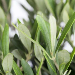 Olivenbaum 'Bonsai', Stämmchen, Topf-Ø 40 Cm -Stilvoller Gartenbedarfsladen 0680200048 0680200051 0680200054 0680200057 0680200061 0680200075 Koelle Olea europaea Busch 76777 3