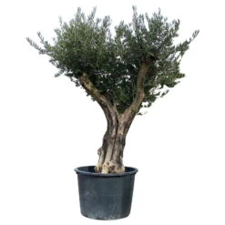 Olivenbaum, Stamm, Topf-Ø Ca. 60 Cm, Höhe Mind. 170 Cm -Stilvoller Gartenbedarfsladen 0680200104 Koelle Olea europaea Bonsai 4 109382