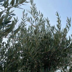 Olivenbaum, Stamm, Topf-Ø Ca. 60 Cm, Höhe Mind. 170 Cm -Stilvoller Gartenbedarfsladen 0680200104 Koelle Olea europaea Bonsai 9 109302