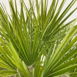 Chamaerops Humilis, Topf-Ø 35 Cm, Höhe Ca. 100-120 Cm -Stilvoller Gartenbedarfsladen 0680300037 Chamaerops humilis T35 3 90760 2
