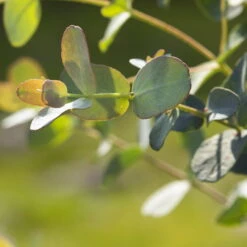 Eukalyptus, Stamm, Topf-Ø 22 Cm, Höhe Ca. 90 Cm 13 Eukalyptus, Stamm, Topf-Ø 22 Cm, Höhe Ca. 90 Cm -Stilvoller Gartenbedarfsladen 0680400001 0680400007 0680400010 0680400016 0680400019 0680400021 Eucalyptus gunii Busch1 77878