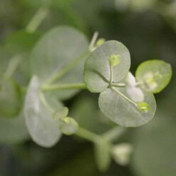 Eukalyptus, Stamm, Topf-Ø 22 Cm, Höhe Ca. 90 Cm 11 Eukalyptus, Stamm, Topf-Ø 22 Cm, Höhe Ca. 90 Cm -Stilvoller Gartenbedarfsladen 0680400001 0680400007 0680400010 0680400016 0680400019 0680400021 Eucalyptus gunii Busch 77876