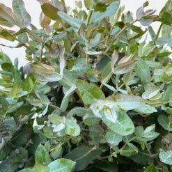 Eucalyptus Globulus, Busch, Topf-Ø 40 Cm -Stilvoller Gartenbedarfsladen 0680400042 Eukalyptus globulus Busch T40 5 112239