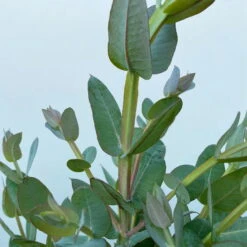 Eucalyptus Globulus, Busch, Topf-Ø 40 Cm -Stilvoller Gartenbedarfsladen 0680400042 Eukalyptus globulus Busch T40 6 112242