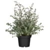 Eukalyptus, Busch, Topf-Ø 17 Cm