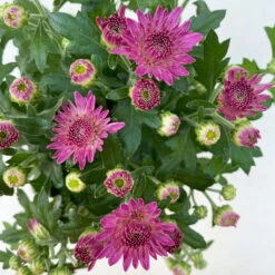 Chrysanthemen, Farben Nach Verfügbarkeit, Topf-Ø 10,5 Cm, 8er-Set -Stilvoller Gartenbedarfsladen 0690120042 Chrysanthemum multiflora 8er Set lila 7 112605