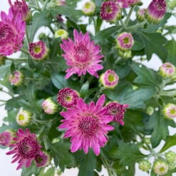 Chrysanthemen, Farben Nach Verfügbarkeit, Topf-Ø 10,5 Cm, 8er-Set -Stilvoller Gartenbedarfsladen 0690120042 Chrysanthemum multiflora 8er Set lila 8 112604