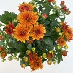 Chrysanthemen, Farben Nach Verfügbarkeit, Topf-Ø 10,5 Cm, 8er-Set -Stilvoller Gartenbedarfsladen 0690120044 Chrysanthemum multiflora 8er Set bronze 6 112610