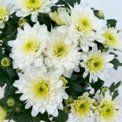 Chrysanthemen, Farben Nach Verfügbarkeit, Topf-Ø 10,5 Cm, 8er-Set -Stilvoller Gartenbedarfsladen 0690120045 Chrysanthemum multiflora 8er Set weiss 5 112611