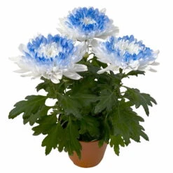 Chrysantheme 'Zembla Make-Upz® Heart Mix, Farben Zufällig, Topf-Ø 13 Cm, 3er-Set -Stilvoller Gartenbedarfsladen 0690140088 Chrysanthemum Zembla T13 Next White Make Upz HeartMix blau 3er Set 5 115266