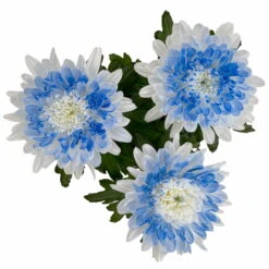 Chrysantheme 'Zembla Make-Upz® Heart Mix, Farben Zufällig, Topf-Ø 13 Cm, 3er-Set -Stilvoller Gartenbedarfsladen 0690140088 Chrysanthemum Zembla T13 Next White Make Upz HeartMix blau 3er Set 8 115267