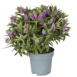 Hebe Farbe Zufällig, Topf-Ø 23 Cm -Stilvoller Gartenbedarfsladen 0690190095 Koelle Hebe Addenda T23 in Farben 4 113663