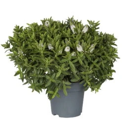 Hebe Farbe Zufällig, Topf-Ø 23 Cm -Stilvoller Gartenbedarfsladen 0690190095 Koelle Hebe Addenda T23 in Farben 5 113664