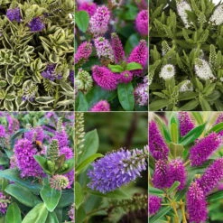 Hebe Farbe Zufällig, Topf-Ø 23 Cm