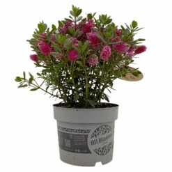 Hebe 'All Blooms®' Rot, Topf 17 Cm Ø -Stilvoller Gartenbedarfsladen 0690190101 Hebe All Blooms T17 rot 1 114189