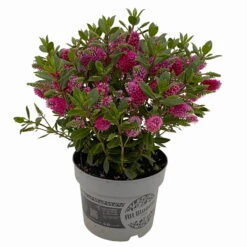 Hebe 'All Blooms®' Rot, Topf 17 Cm Ø -Stilvoller Gartenbedarfsladen 0690190101 Hebe All Blooms T17 rot 3 114190