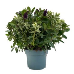 Hebe 'Duo Twin' Bunt, Topf-Ø 23 Cm -Stilvoller Gartenbedarfsladen 0690190117 Koelle Hebe Duo Twin T23 zweifarbig WS 3 95916