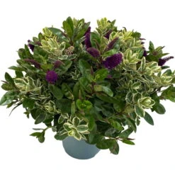 Hebe 'Duo Twin' Bunt, Topf-Ø 23 Cm -Stilvoller Gartenbedarfsladen 0690190117 Koelle Hebe Duo Twin T23 zweifarbig WS 4 95915
