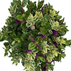Hebe 'Duo Twin' Bunt, Topf-Ø 23 Cm -Stilvoller Gartenbedarfsladen 0690190117 Koelle Hebe Duo Twin T23 zweifarbig WS 5 95914