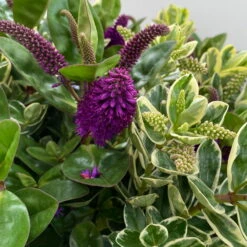 Hebe 'Duo Twin' Bunt, Topf-Ø 23 Cm -Stilvoller Gartenbedarfsladen 0690190117 Koelle Hebe Duo Twin T23 zweifarbig WS 7 95911