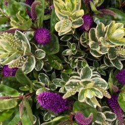 Hebe 'Duo Twin' Bunt, Topf-Ø 23 Cm -Stilvoller Gartenbedarfsladen 0690190117 Koelle Hebe Duo Twin T23 zweifarbig WS 8 95913