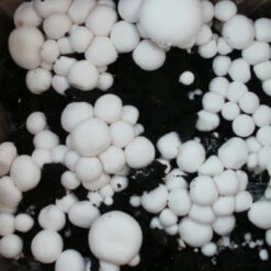 Bio Fertig-Pilzzuchtset Champignon -Stilvoller Gartenbedarfsladen 0740400018 BIO Fertig Pilzzuchtset Champignon 2 32242