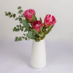 Blumenbund Protea 'Silvia' & Eukalyptus, Inkl. Gratis Grußkarte -Stilvoller Gartenbedarfsladen 1025700018 Strauss Protea Silvia mit Cinerea 2 102267