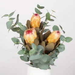 Blumenbund Protea & Eukalyptus, Inkl. Gratis Grußkarte -Stilvoller Gartenbedarfsladen 1025700019 Strauss Protea Grandiflora 1 101679