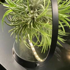 Tillandsie In Rundem Metallgestell, Schwarz, Mit LED-Beleuchtung, 17cm Ø -Stilvoller Gartenbedarfsladen 1530150099 Tillandsie im Metallring beleuchtet 4 116945