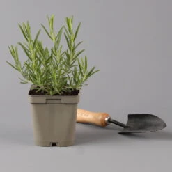 Grillkräuter Salbei, Rosmarin & Thymian, Topf 11x11 Cm, Inkl. Greenbar® -Stilvoller Gartenbedarfsladen 1610300382 rosmarin Greenbar Grillkraeuter Kasten Anthrazit und 3Kraeuter t 122891