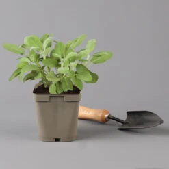 Grillkräuter Salbei, Rosmarin & Thymian, Topf 11x11 Cm, Inkl. Greenbar® -Stilvoller Gartenbedarfsladen 1610300382 salbei Greenbar Grillkraeuter Kasten Anthrazit und 3Kraeuter t 122890