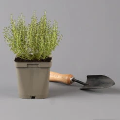 Grillkräuter Salbei, Rosmarin & Thymian, Topf 11x11 Cm, Inkl. Greenbar® -Stilvoller Gartenbedarfsladen 1610300382 thymian Greenbar Grillkraeuter Kasten Anthrazit und 3Kraeuter t 122889