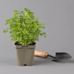 Küchenkräuter Basilikum, Oregano & Petersilie, Topf 11x11 Cm, Inkl. Greenbar® -Stilvoller Gartenbedarfsladen 1610300383 petersilie Greenbar Kuechenkraeuter Kasten Anthrazit und 3Kraeuter 122884